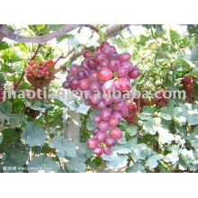 Uvas